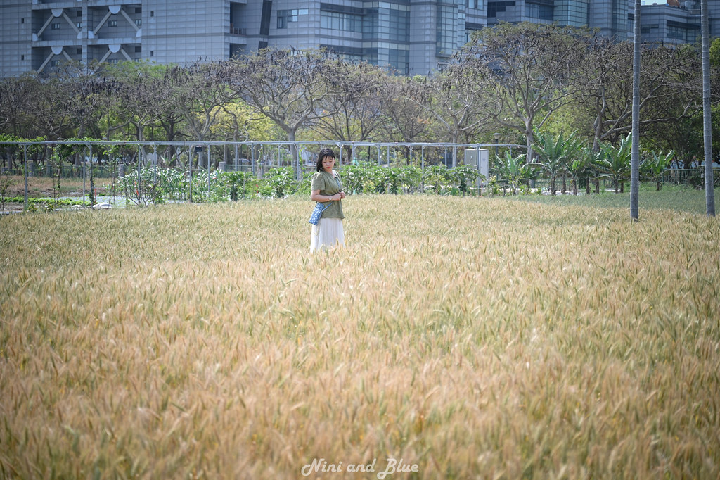 台中免費景點-大雅小麥田私房景點，&#8221;麥&#8221;擱來啊!  3月外拍婚紗景點 @嘿!部落!