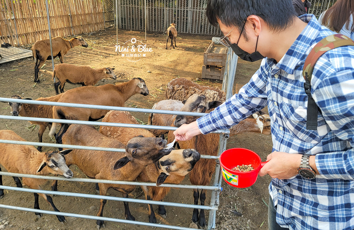 威爾森的農場 | 台中餵動物景點推薦，餵兔子.小羊.小豬等願望1次滿足，台中人氣親子餐廳