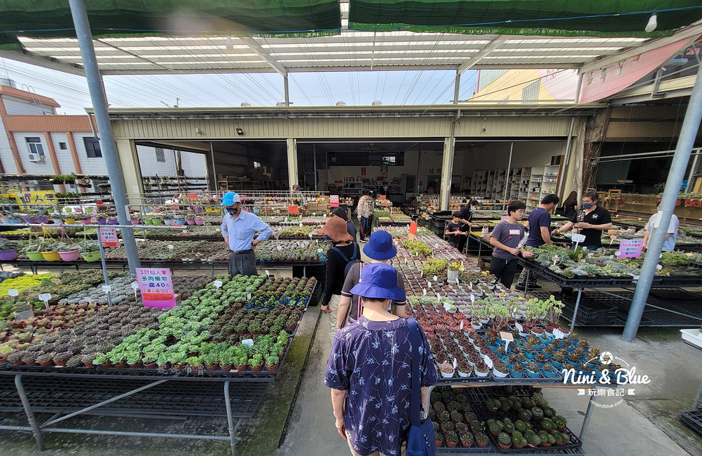 摩天輪仙人掌多肉植物-彰化田尾公路花園旁的多肉植物專賣店,不用騎腳踏車,走路就能抵達 @嘿!部落!