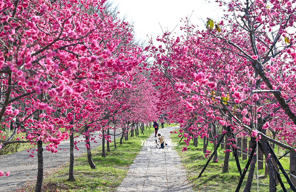 台中中科崴立櫻花公園-台中免費賞櫻公園花況大爆發，八重櫻.綠萼櫻盛開中 @嘿!部落!