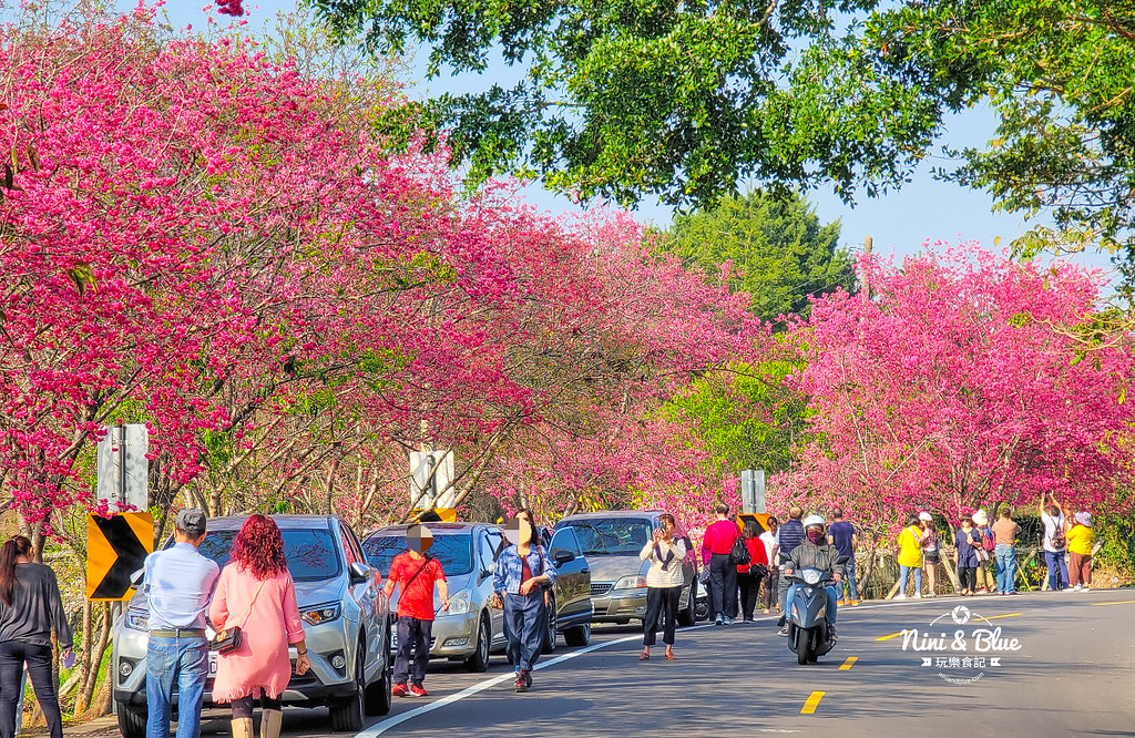 櫻木花道櫻花 | 台中新社區公所後方的櫻花林步道，免費賞櫻景點，好停車 @嘿!部落!