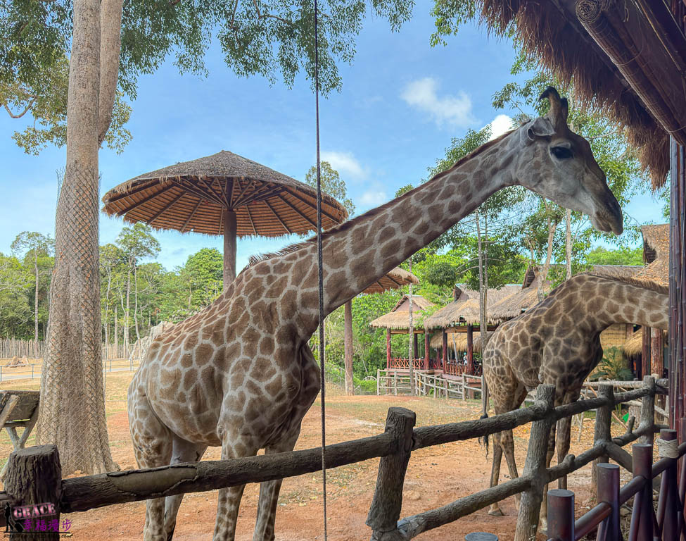 富國島珍珠野生動物園|越南-適合親子旅遊的景點，還有附設長頸鹿餐廳 @嘿!部落!