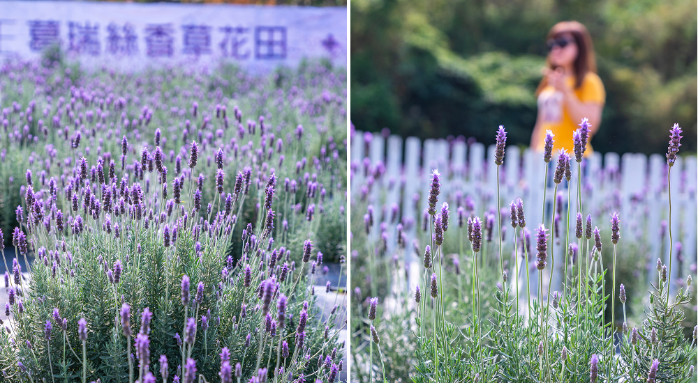 葛瑞絲香草花田|7000坪1萬5千株薰衣草免費參觀．台版的普羅旺斯 @嘿!部落!