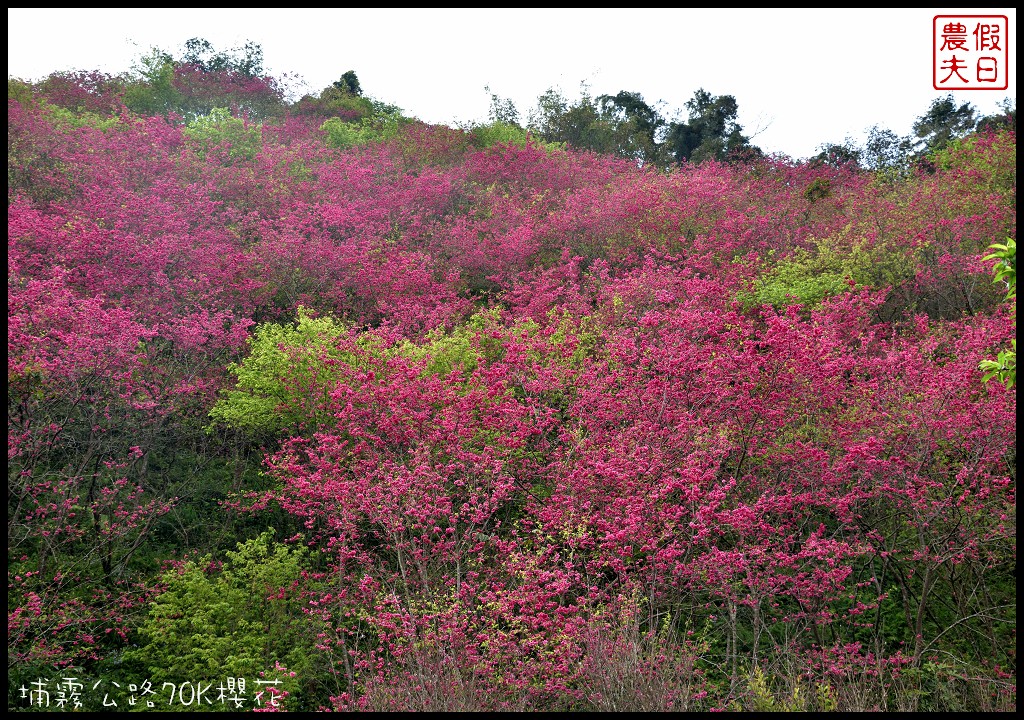 南投景點|埔里埔霧公路70K櫻花．盛開的櫻花就像紅色土石流/免費賞櫻 @嘿!部落!