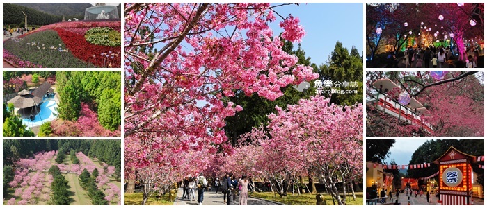 【南投旅遊】2021九族文化村櫻花祭｜交通 路線規劃 攻略 最新花況 @嘿!部落!