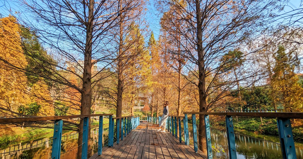 【桃園景點】長庚養生文化村｜超輕鬆的景觀休閒步道，必拍櫻花木棧道、絕美落羽松秘境