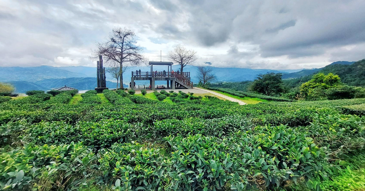 【宜蘭景點】玉蘭茶園｜到山上茶園泡壺茶，居高臨下飽覽蘭陽風光的私房秘境