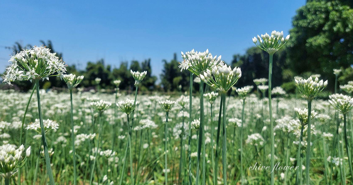 【桃園景點】2024大溪韭菜花節開跑！最浪漫的九月雪花海盛放，景點、交通、周邊吃喝玩樂全收錄