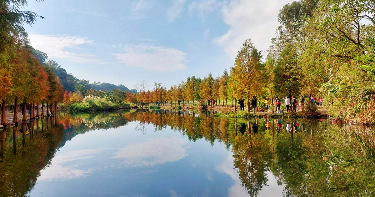 【桃園景點】月眉人工濕地生態公園｜沿著濕地水塘遍植350棵落羽松，藍天之下的水中倒影猶如印象派美畫