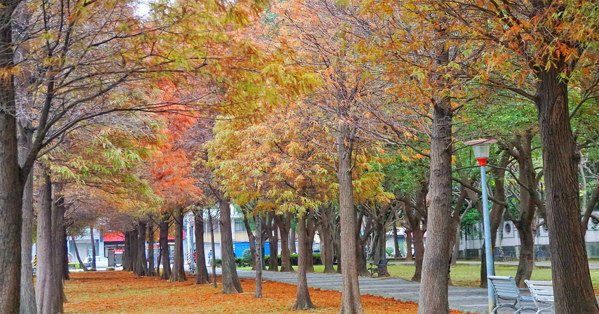 【桃園景點】玉山公園｜社區公園內竟然隱藏媲美冬季戀歌場景的唯美落羽松林蔭大道