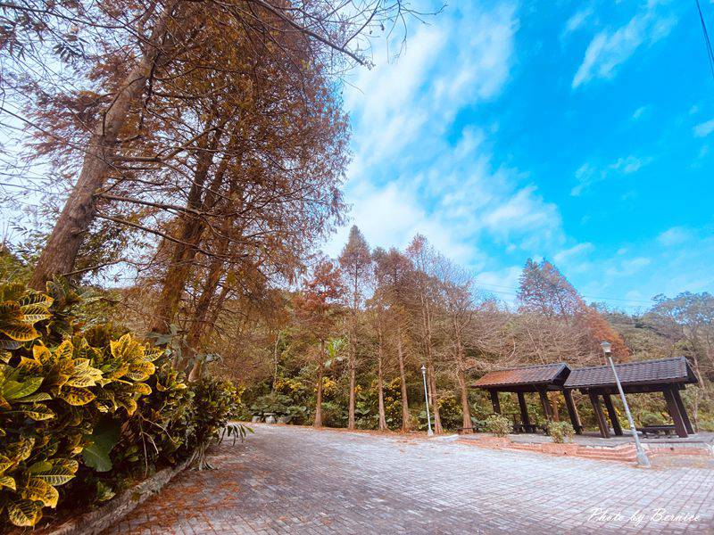 麗山公園落羽松~南港郊山幽靜又唯美落羽松美景夢幻登場 @嘿!部落!