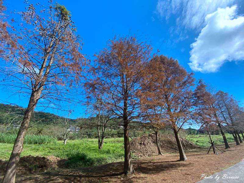 貢寮環保公園~數百棵落羽松一字排開藍天為背景美炸了 @嘿!部落!