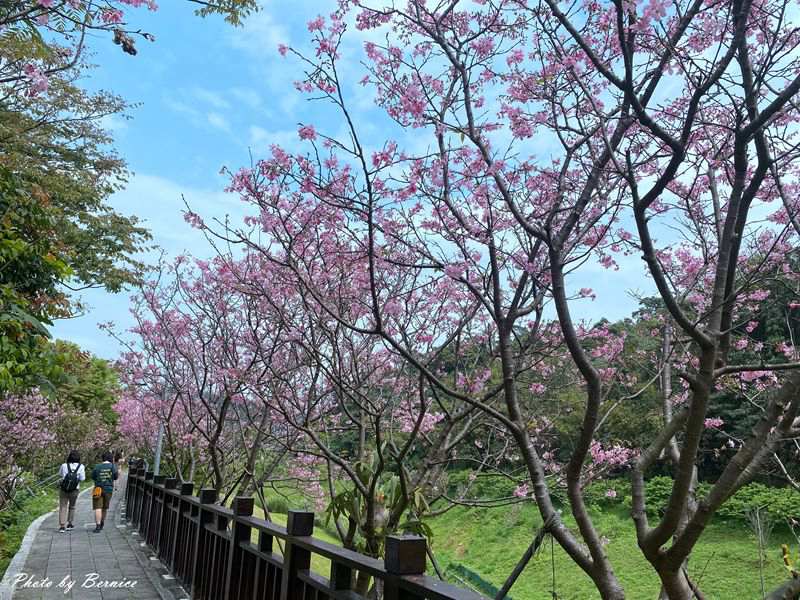 樂康步道昭和櫻~小而美寧靜賞花好所在 @嘿!部落!