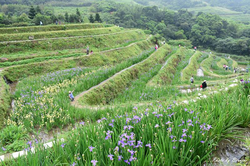 石門嵩山社區 百年石砌梯田~全台唯一梯田鳶尾花海 @嘿!部落!