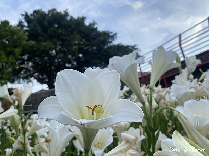 白石湖百合花海再現~平日來訪輕鬆賞花與花合影超舒適 @嘿!部落!