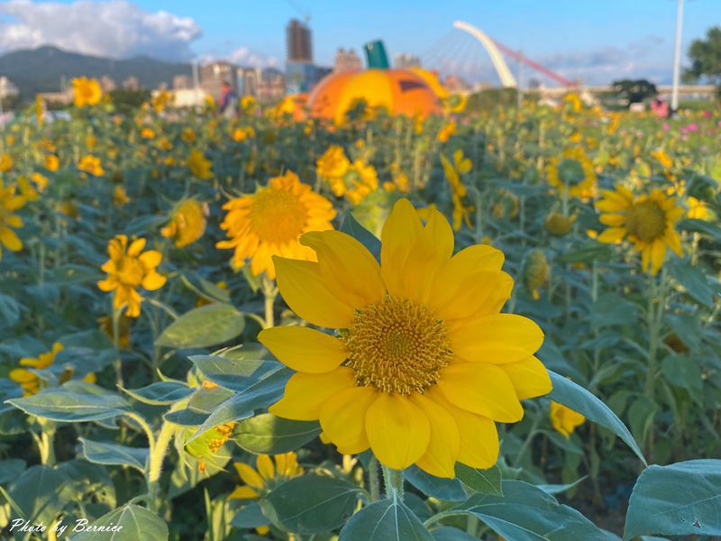 大佳河濱公園~5萬盆向日葵小部份熱情綻放中 @嘿!部落!