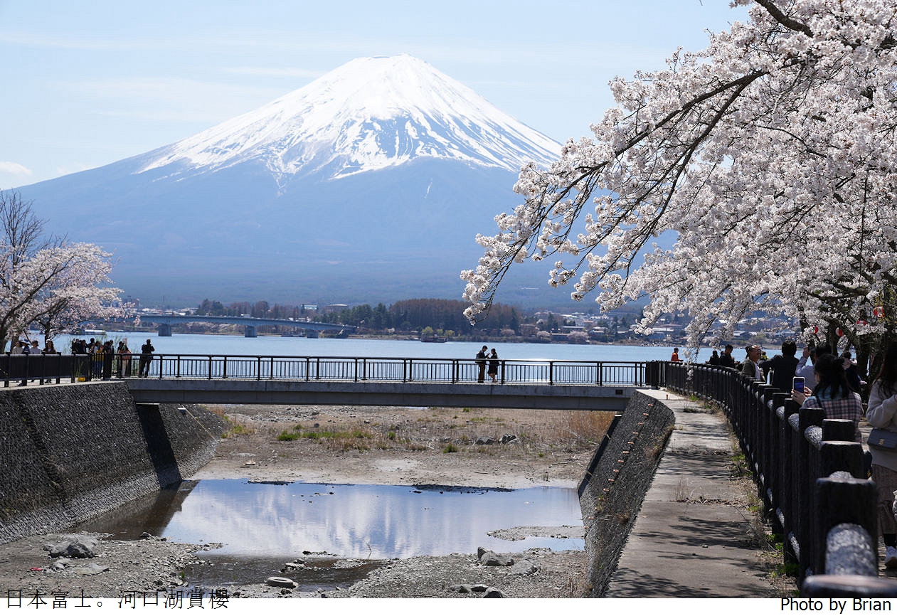 日本河口湖櫻花季。河口湖美術館湖畔邊櫻花步道美景 @嘿!部落!