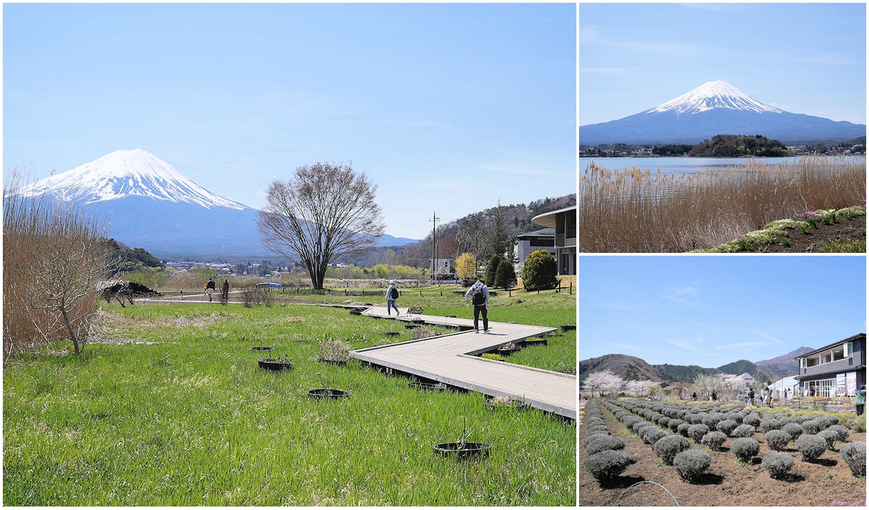 日本河口湖大石公園。欣賞壯闊富士山美景，早晨還可以拍逆富士 @嘿!部落!