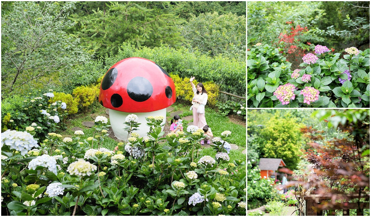 苗栗南庄碧絡角花園咖啡。山林中秘境繡球花盛開中 @嘿!部落!