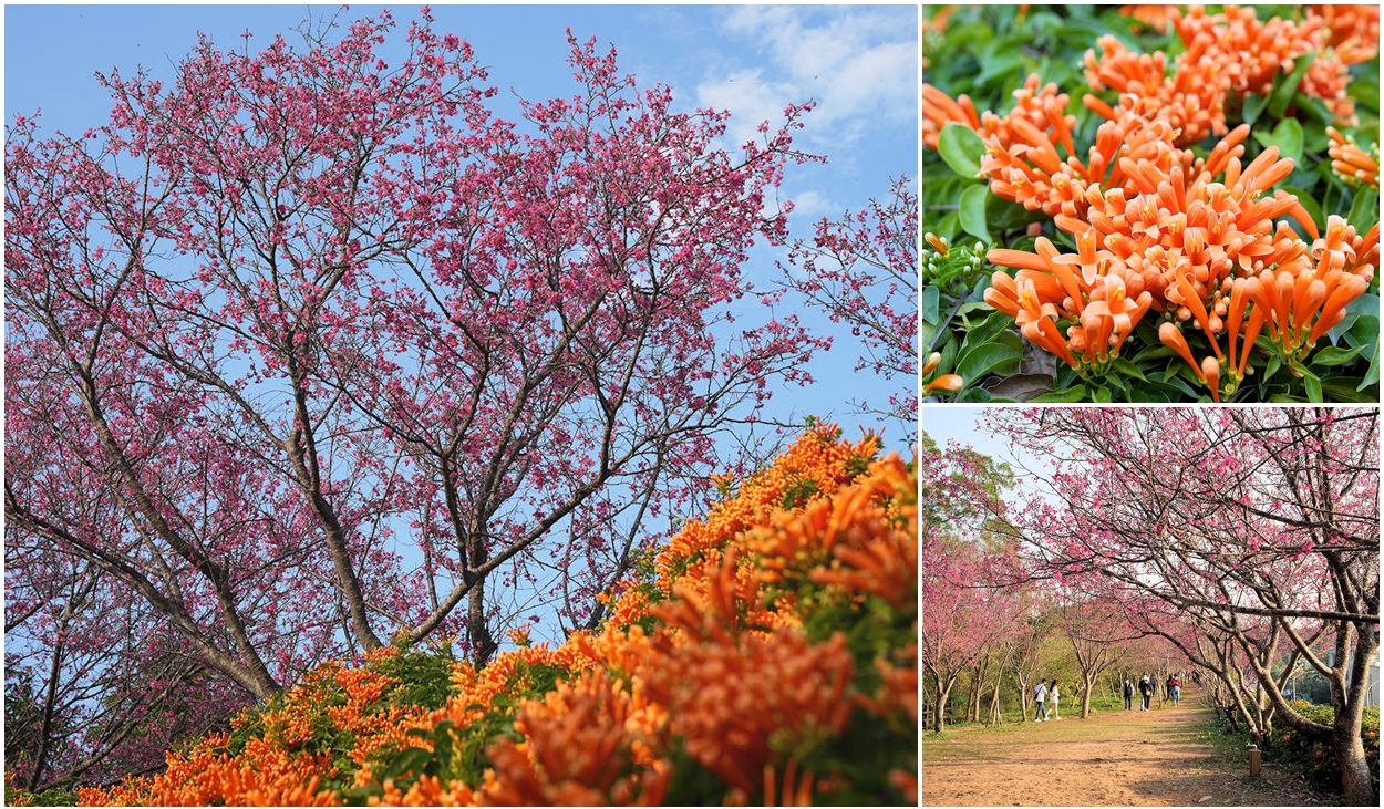 苗栗銅鑼炮仗花海公園。銅鑼環保公園炮仗花櫻花交錯之美 @嘿!部落!