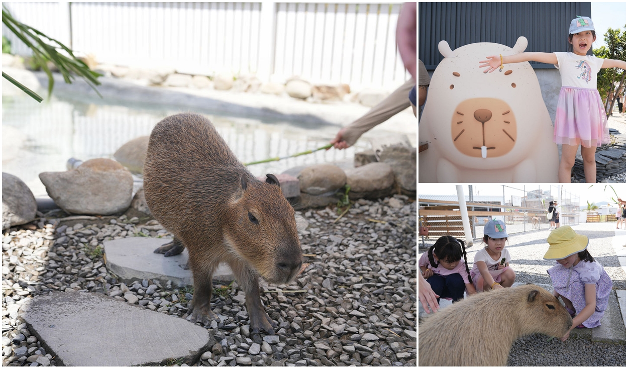 墾丁親子景點鹿ㄦ島水豚生態園區。餵食可愛動物跟水豚共游體驗 @嘿!部落!