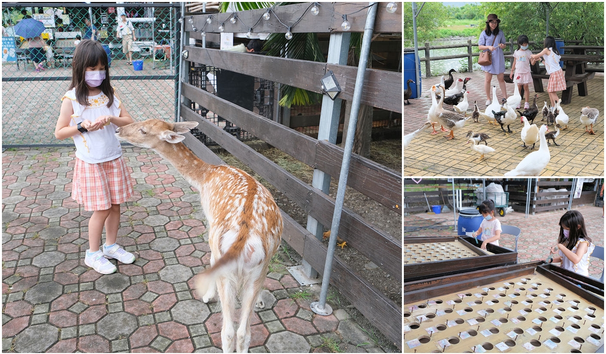 台東鹿野梅花鹿公園。近距離餵食梅花鹿雞鴨鵝還有童玩免費玩 @嘿!部落!