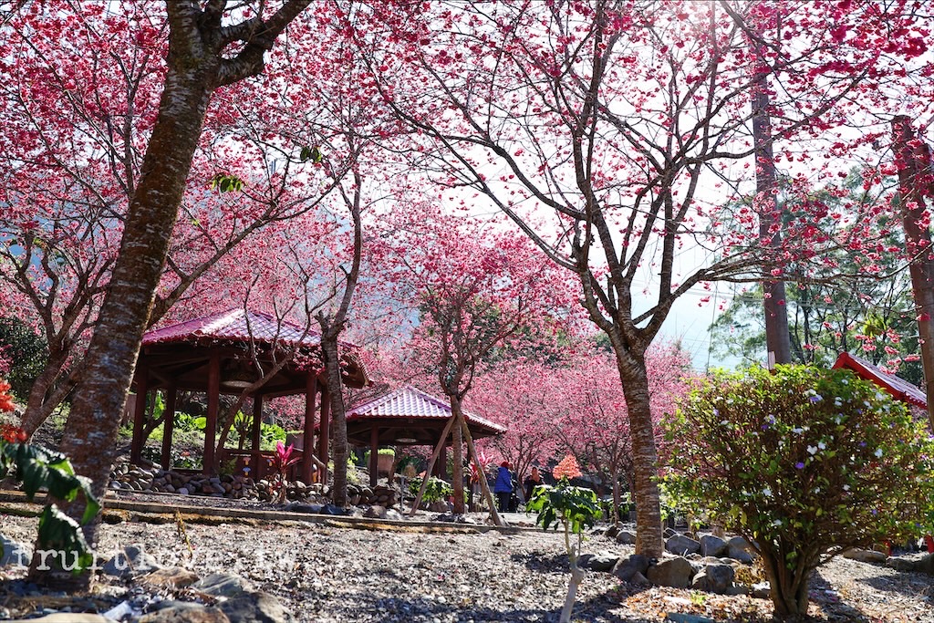 石佛公⟩南投魚池景點，免費賞櫻小秘境，石佛公園櫻花盛開中，鄰近九族文化村和日月潭 @嘿!部落!