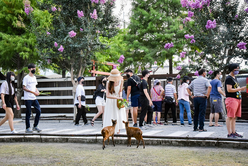 宜蘭親子景點｜張美阿嬤農場-水豚兔豚、袋鼠、草泥馬｜非常小巧但很乾淨打卡送牧草 @嘿!部落!