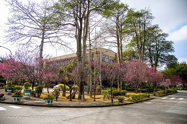 桃園櫻花景點 不只是拉拉山恩愛農場 桃園酒廠櫻花 壽山巖觀音寺櫻花 路途平坦好到達 適合全家大小來賞櫻花踏青