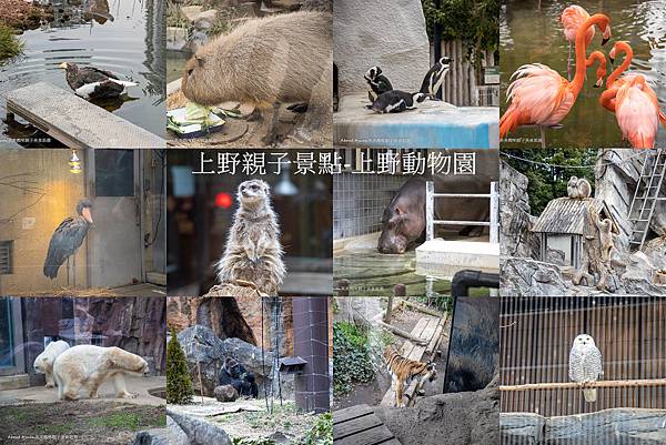 上野親子景點 上野動物園 動物都好近 孩子看得好開心 @嘿!部落!