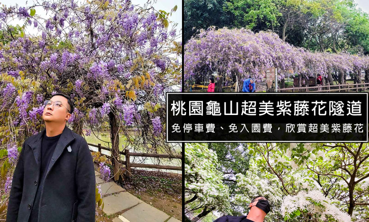 桃園紫藤花瀑布!桃園龜山大湖公園現盛開，免停車費、免入園費，不用人擠人!還有美爆的流蘇花同時盛開