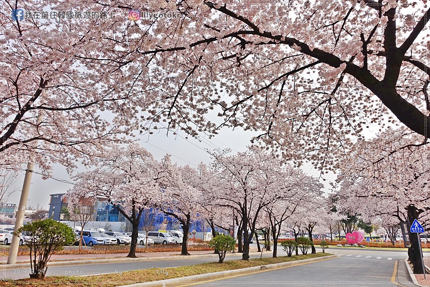 ㊾大邱．東村站｜大邱賞櫻~東村遊園地、再訪琴湖江櫻花路 @嘿!部落!