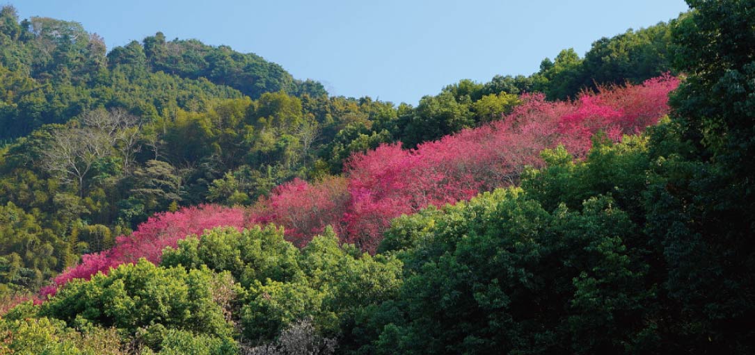 滿山櫻花粉紅花海，東勢佛慈山靜觀精舍，環境清幽賞櫻秘境｜東勢賞櫻｜台中景點 @嘿!部落!