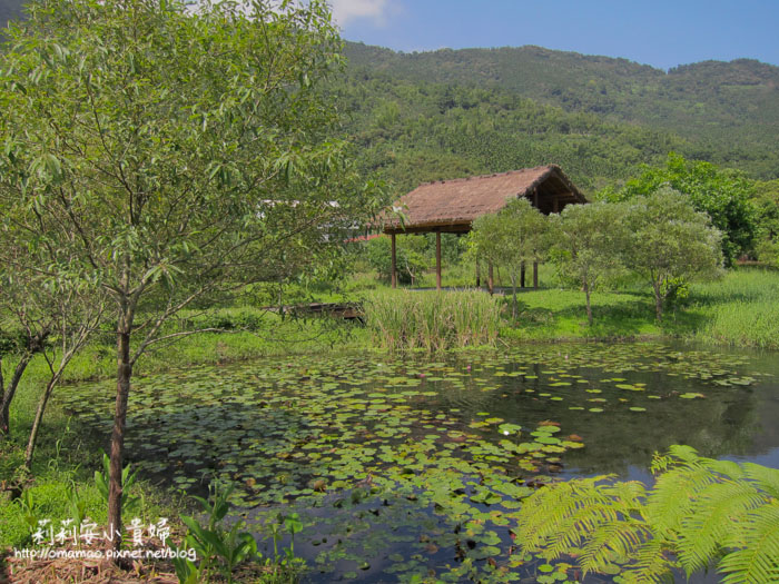 【花蓮】景點推薦–光復馬太鞍濕地、欣綠農園。阿美族的生態寶藏