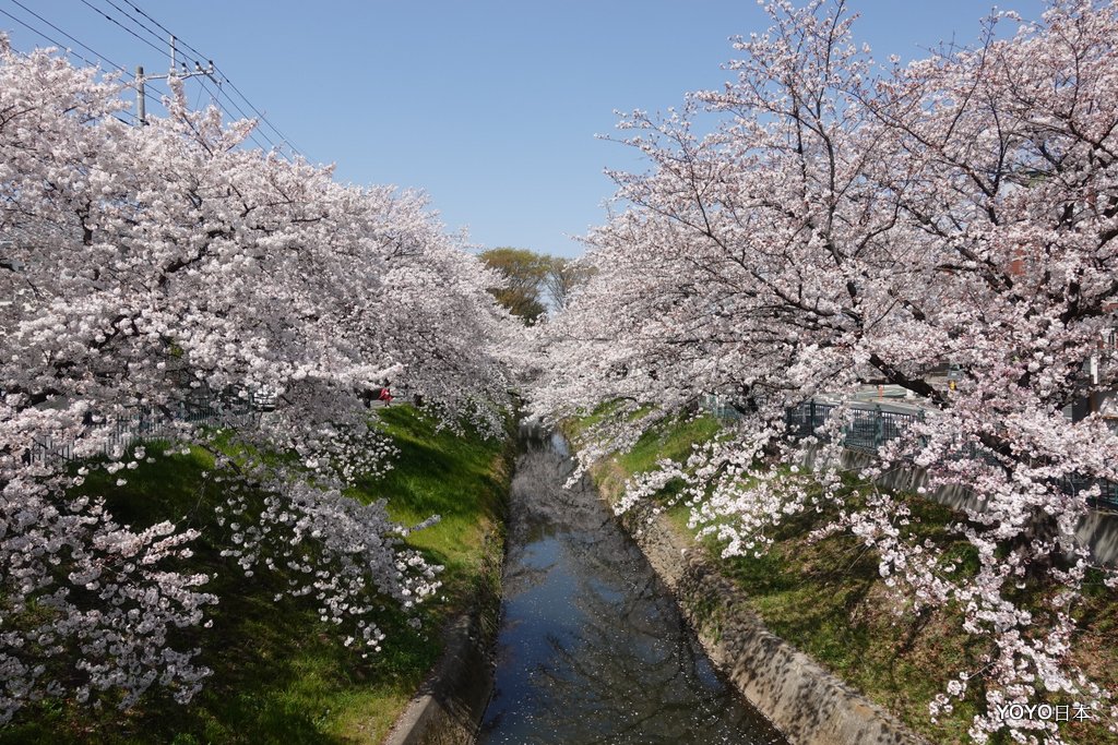 【關東景點】【琦玉景點】深谷市唐澤川櫻堤〔唐沢川桜堤〕 @嘿!部落!