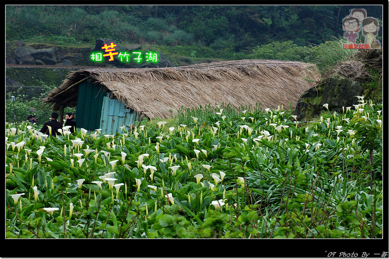 北投陽明山｜竹子湖海芋季 @嘿!部落!