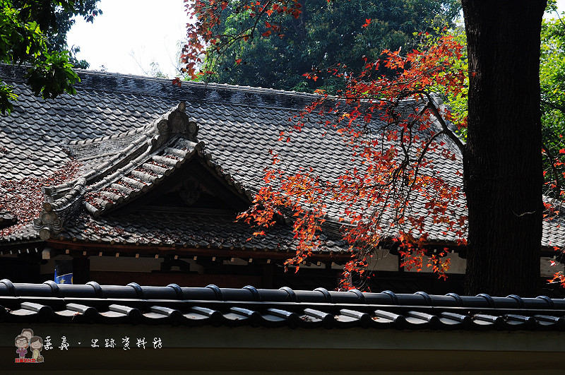 嘉義阿里山｜阿里山國家森林遊樂區賞櫻趣 @嘿!部落!