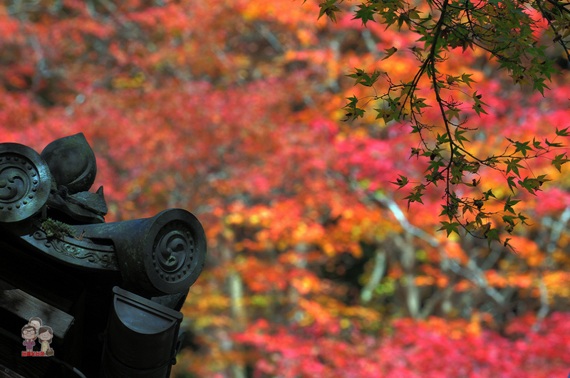 京都賞楓在嵐山｜大河內山莊庭園，漫天飛舞的紅葉庭園 @嘿!部落!