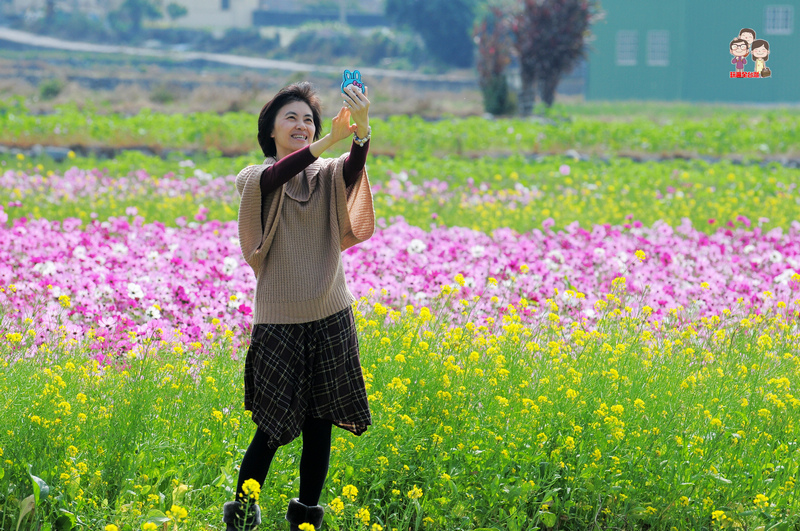 台中后里｜火焰山下的花田囍事．泰安花海 @嘿!部落!