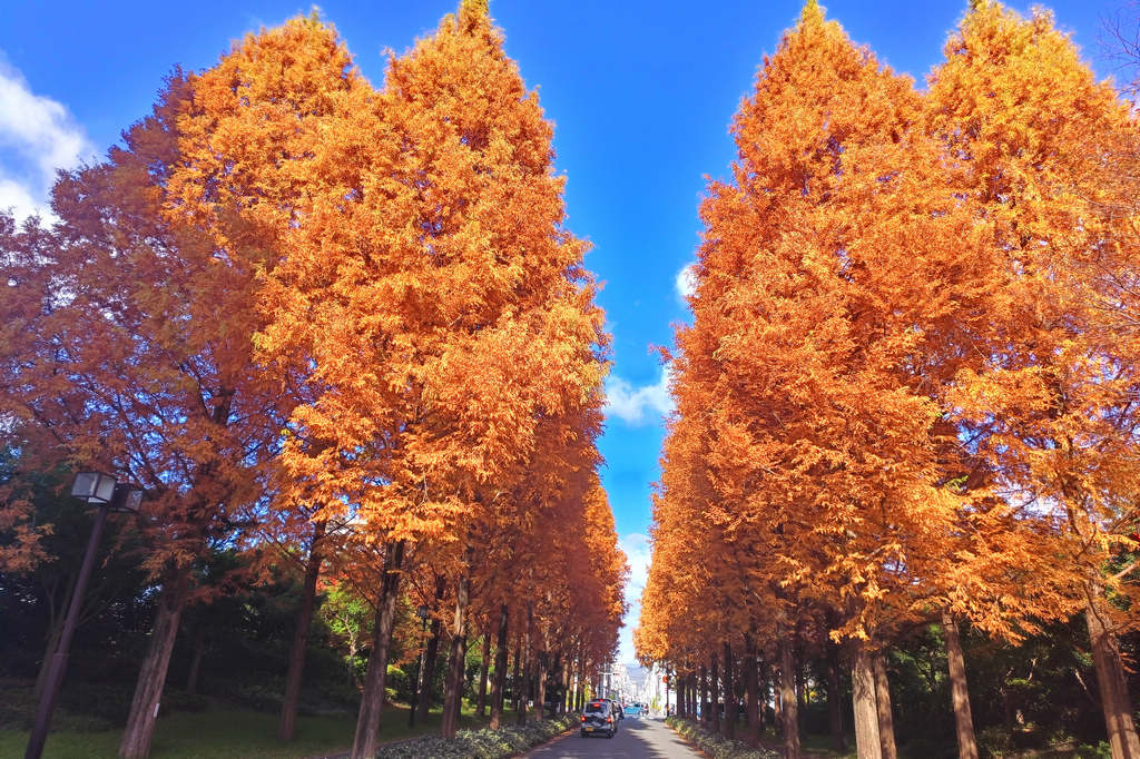 另一種的京都紅葉風情｜Google地圖上找不到的紅葉祕密景點，令人賞心悅目の春日通メタセコイア（水杉）並木 @嘿!部落!