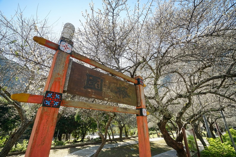 [花蓮賞花景點]太魯閣天祥梅花越冷越開花  轉角遇到賞楓隱藏景點 花蓮景點推薦 花蓮春節旅遊 花蓮梅花