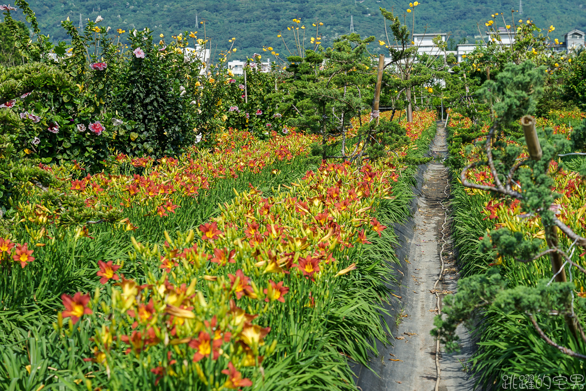 花蓮賞花景點   嘉德萱草花田2020  平地金針花海占地廣大 花種更多樣  花季至端午節連假都看得到 IG網美熱門景點 花蓮免費景點