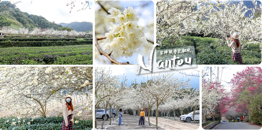 【草坪頭李花秘境】美翻天～季節限定白色田園佐夢幻雪景！南投信義「草坪頭李花林拍照景點」浪漫遊｜草坪頭1號停車場｜草坪頭玉山觀光茶園｜南投賞花一日遊｜南投櫻花季 @嘿!部落!