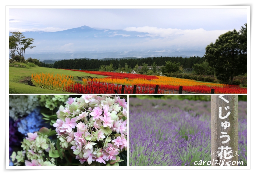 久住花公園～山嵐夢幻花海美景，夏季限定薰衣草花田及採藍莓體驗 @嘿!部落!