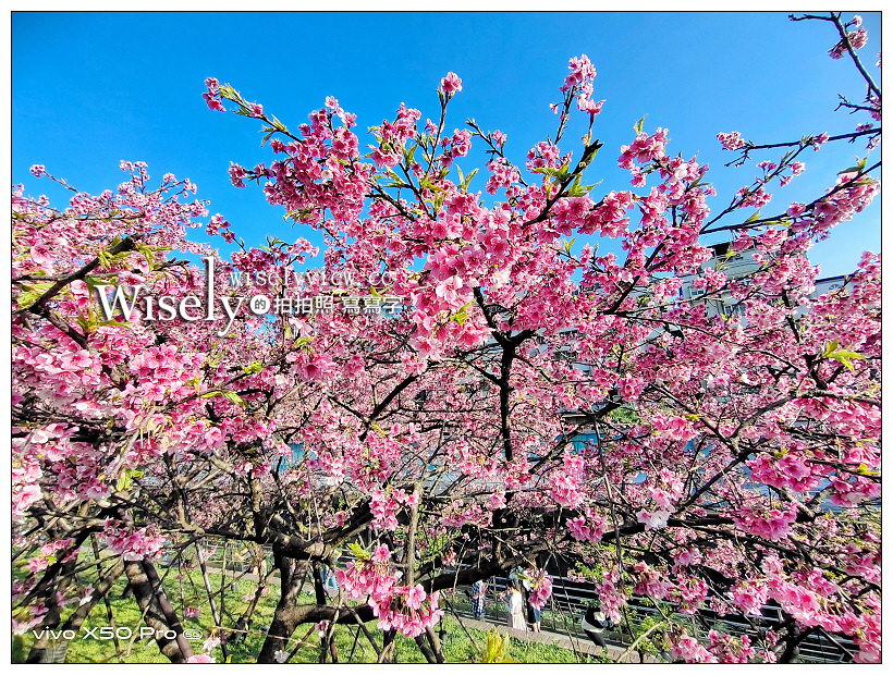 台北賞櫻景點。東湖櫻花樂活公園、內湖樂活夜櫻季︱交通花期美食停車～台北櫻花 x 內湖櫻花 x 內湖景點 @嘿!部落!