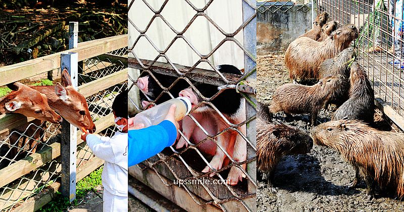 【大溪景點】花鹿秘境-李家摸蜆農場，水豚君、梅花鹿、餵豬喝奶，原始農場超多元親子玩法，桃園親子景點推薦，烤雞烤肉套餐 @嘿!部落!