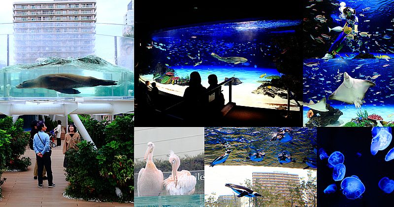 【東京池袋】池袋陽光水族館，池袋太陽城60樓，日本首座都市型高樓水族館，夢幻水母隧道、陽光環形水槽海獅悠遊、企鵝空中城市景觀，東京雨天備案，池袋親子景點必玩 @嘿!部落!