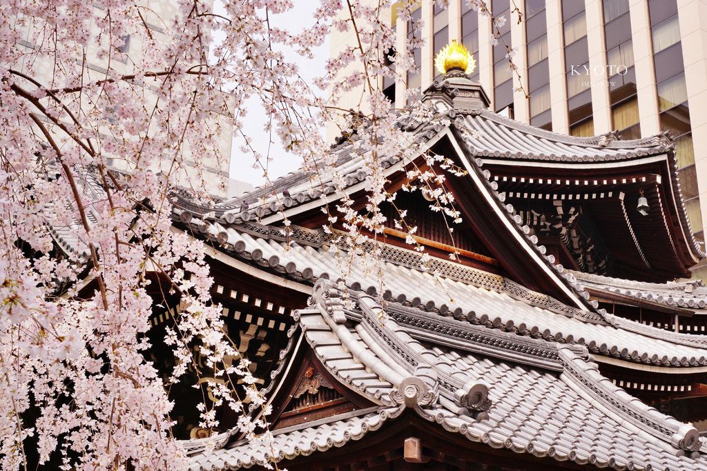 京都 | 座落水泥叢林裡的千年佛寺、京都的中心點「六角堂」| 星巴克特色概念店、有著浪漫傳說的御幸櫻、俯瞰全景地點公開 @嘿!部落!