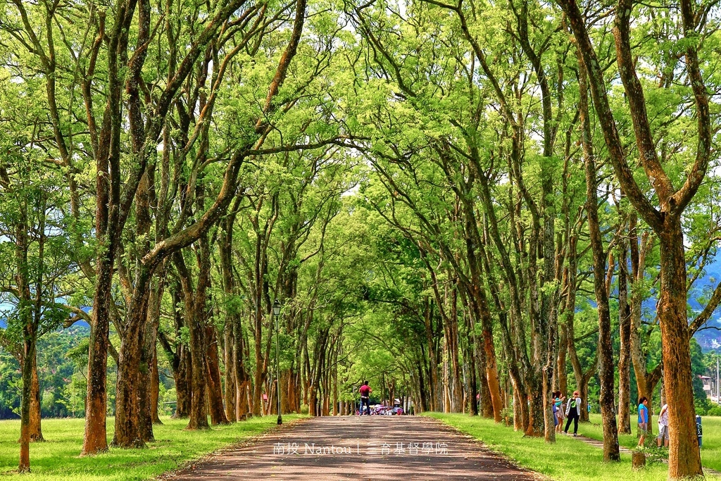 南投 | 在夢幻樹林隧道與翠綠無際的草原之間，奔跑的休日時光「三育基督學院」| 全台最美的綠地校園、日月潭周邊順遊景點 @嘿!部落!