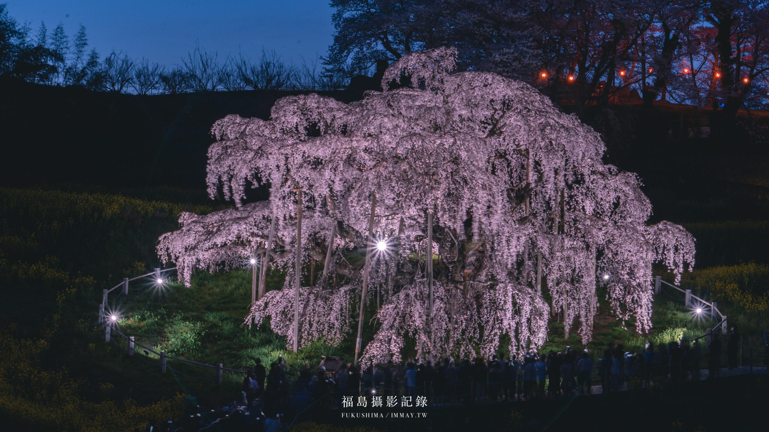 福島攝影記錄 | 在粉櫻浪漫的春季，有著搖曳垂枝流瀑、獨自綻放的千年一本櫻 : 三春瀧櫻（みはるたきざくら） @嘿!部落!